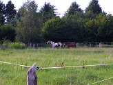 Bildvorschau horses.png